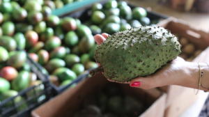 Guanábana, fruta típica de la zona El Caribe con propiedades medicinales