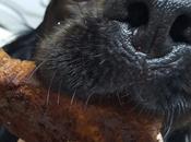 Receta Torrijas para Perro