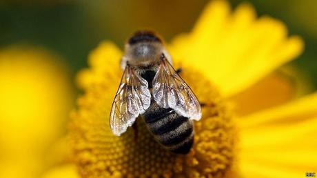 El apetito sexual de la abeja reina - The sexual appetite queen bee.