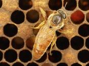 apetito sexual abeja reina appetite queen bee.