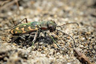 para ampliar Lophyra flexuosa (Fabricius, 1787) Escarabajo tigre hacer clic