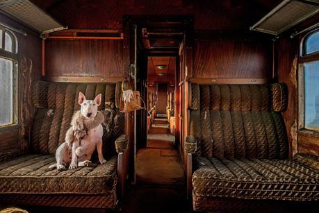Alice Van Kempen Rockanje, Netherlands My bull terrier Claire photographed in an abandoned train, one of a series that I am currently working on. The series is called 