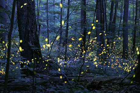 Synchronous Fireflies by Radim Schreiber of Fairfield, Iowa , United States 