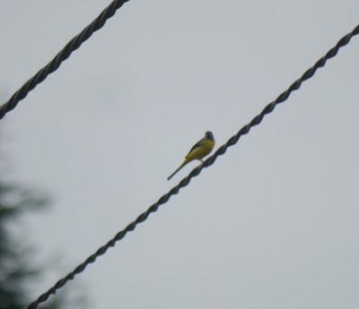 Lavandera cascadeña