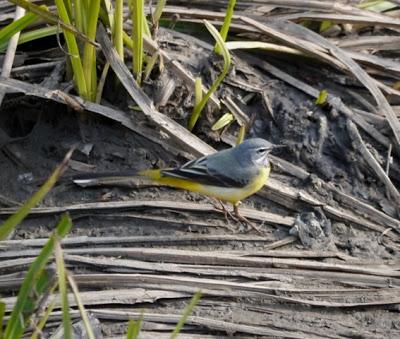 Lavandera cascadeña