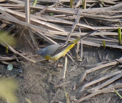 Lavandera cascadeña