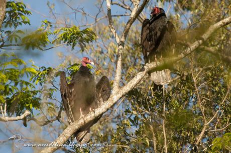 Jote cabeza colorada (Turkey Vulture) Cathartes aura