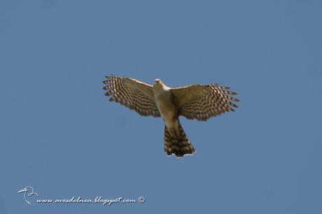 Esparvero común (Rufous-thighed Hawk) Accipiter erythroneimus
