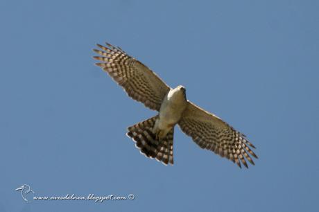 Esparvero común (Rufous-thighed Hawk) Accipiter erythroneimus
