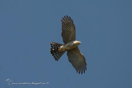 Esparvero común (Rufous-thighed Hawk) Accipiter erythroneimus