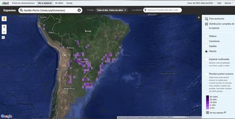 Esparvero común (Rufous-thighed Hawk) Accipiter erythronemius