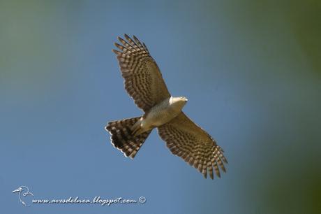 Esparvero común (Rufous-thighed Hawk) Accipiter erythroneimus