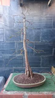 Retirando alambres , colocando tensores . Retirando alambres , colocando tensores .