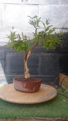 Retirando alambres , colocando tensores . Retirando alambres , colocando tensores .