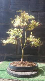 Retirando alambres , colocando tensores . Retirando alambres , colocando tensores .