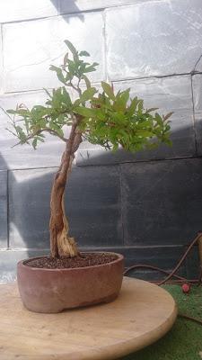 Retirando alambres , colocando tensores . Retirando alambres , colocando tensores .