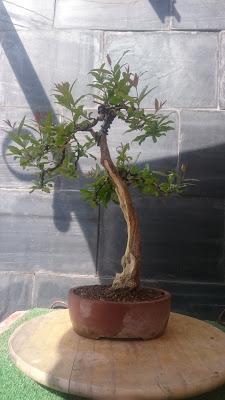 Retirando alambres , colocando tensores . Retirando alambres , colocando tensores .