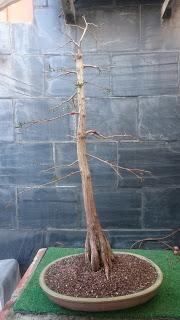 Retirando alambres , colocando tensores . Retirando alambres , colocando tensores .