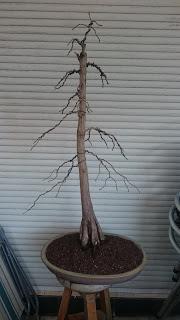 Retirando alambres , colocando tensores . Retirando alambres , colocando tensores .