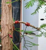 Retirando alambres , colocando tensores . Retirando alambres , colocando tensores .