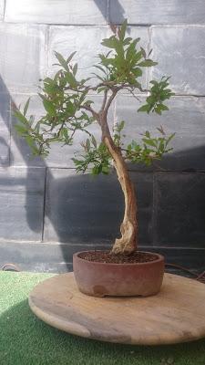 Retirando alambres , colocando tensores . Retirando alambres , colocando tensores .