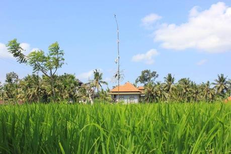 Honeymoon in Bali -Ubud Image and video hosting by TinyPic