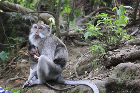 Honeymoon in Bali -Ubud Image and video hosting by TinyPic