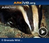 ARKive video - Badger foraging