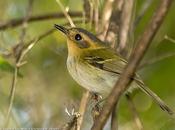 Mosqueta cabeza canela (Ochre-faced Tody-Flycatcher) Poecilotriccus plumbeiceps