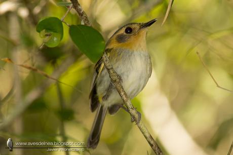 Mosqueta cabeza canela (Ochre-faced Tody-Flycatcher) Poecilotriccus plumbeiceps