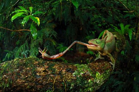 © Christian Ziegler. Chameleon Under Pressure. Furcifer ambrensis, female foraging for insects with extendable tongue.