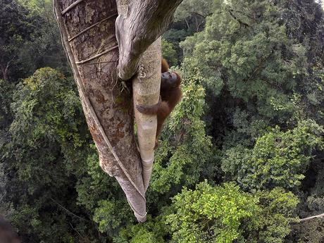 © Tim Laman, Tough Times for Orangutans