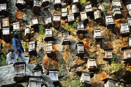 IMÁGENES ESPECTACULARES DE APICULTURA CHINA - SPECTACULAR IMAGES CHINA BEEKEEPING.