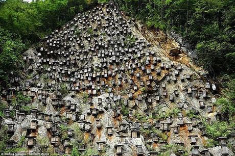 IMÁGENES ESPECTACULARES DE APICULTURA CHINA - SPECTACULAR IMAGES CHINA BEEKEEPING.