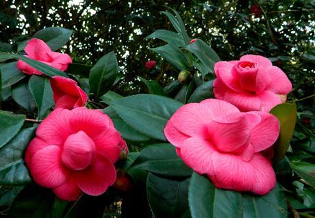 Ruta de la Camelia: El jardín de La Saleta en invierno y primavera, del 1 al 31 de marzo de 2016. Camellia's route: Saleta's Garden in winter and spring, March 1-31, 2016.