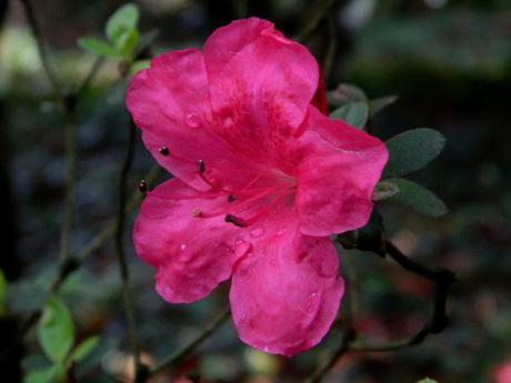 Ruta de la Camelia: El jardín de La Saleta en invierno y primavera, del 1 al 31 de marzo de 2016. Camellia's route: Saleta's Garden in winter and spring, March 1-31, 2016.