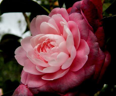 Ruta de la Camelia: El jardín de La Saleta en invierno y primavera, del 1 al 31 de marzo de 2016. Camellia's route: Saleta's Garden in winter and spring, March 1-31, 2016.