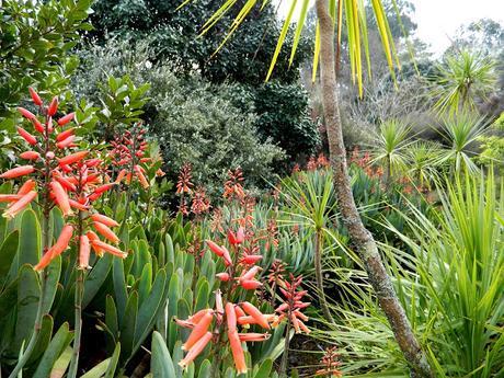 Ruta de la Camelia: El jardín de La Saleta en invierno y primavera, del 1 al 31 de marzo de 2016. Camellia's route: Saleta's Garden in winter and spring, March 1-31, 2016.