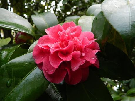 Ruta de la Camelia: El jardín de La Saleta en invierno y primavera, del 1 al 31 de marzo de 2016. Camellia's route: Saleta's Garden in winter and spring, March 1-31, 2016.