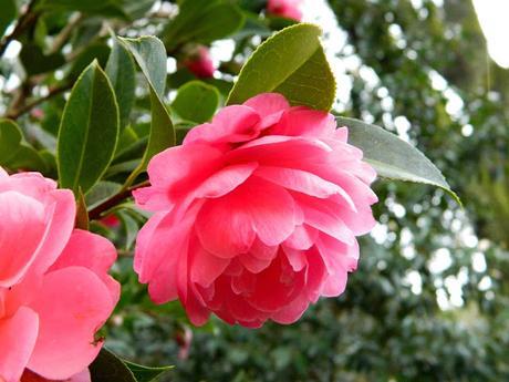 Ruta de la Camelia: El jardín de La Saleta en invierno y primavera, del 1 al 31 de marzo de 2016. Camellia's route: Saleta's Garden in winter and spring, March 1-31, 2016.