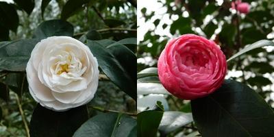 Ruta de la Camelia: El jardín de La Saleta en invierno y primavera, del 1 al 31 de marzo de 2016. Camellia's route: Saleta's Garden in winter and spring, March 1-31, 2016.