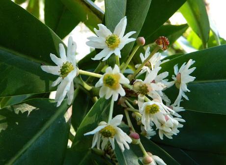 Ruta de la Camelia: El jardín de La Saleta en invierno y primavera, del 1 al 31 de marzo de 2016. Camellia's route: Saleta's Garden in winter and spring, March 1-31, 2016.