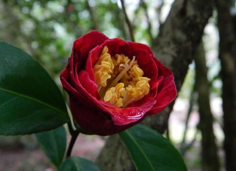 Ruta de la Camelia: El jardín de La Saleta en invierno y primavera, del 1 al 31 de marzo de 2016. Camellia's route: Saleta's Garden in winter and spring, March 1-31, 2016.