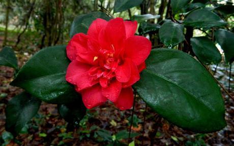 Ruta de la Camelia: El jardín de La Saleta en invierno y primavera, del 1 al 31 de marzo de 2016. Camellia's route: Saleta's Garden in winter and spring, March 1-31, 2016.