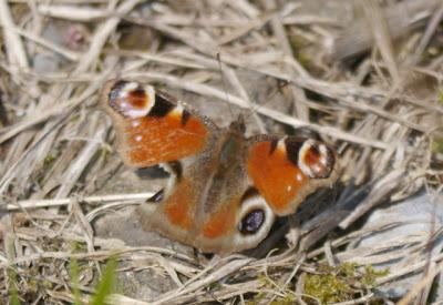 Los estragos del invierno