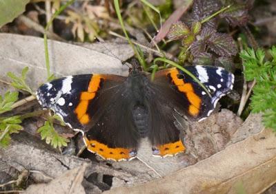 Los estragos del invierno