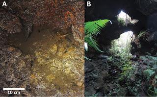 Nuevas especies de colémbolos en Ecuador