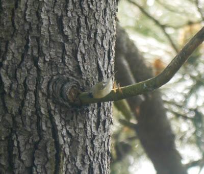 Reyezuelo sencillo en paso