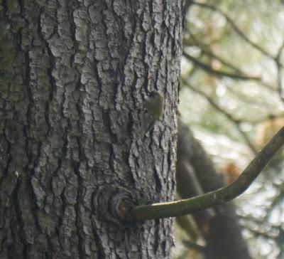 Reyezuelo sencillo en paso