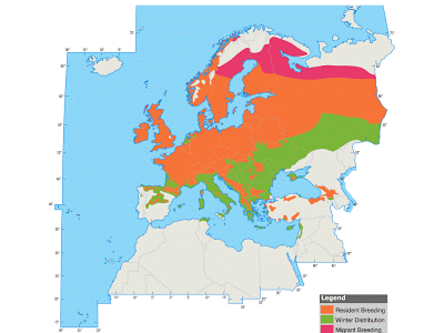 Reyezuelo sencillo en paso